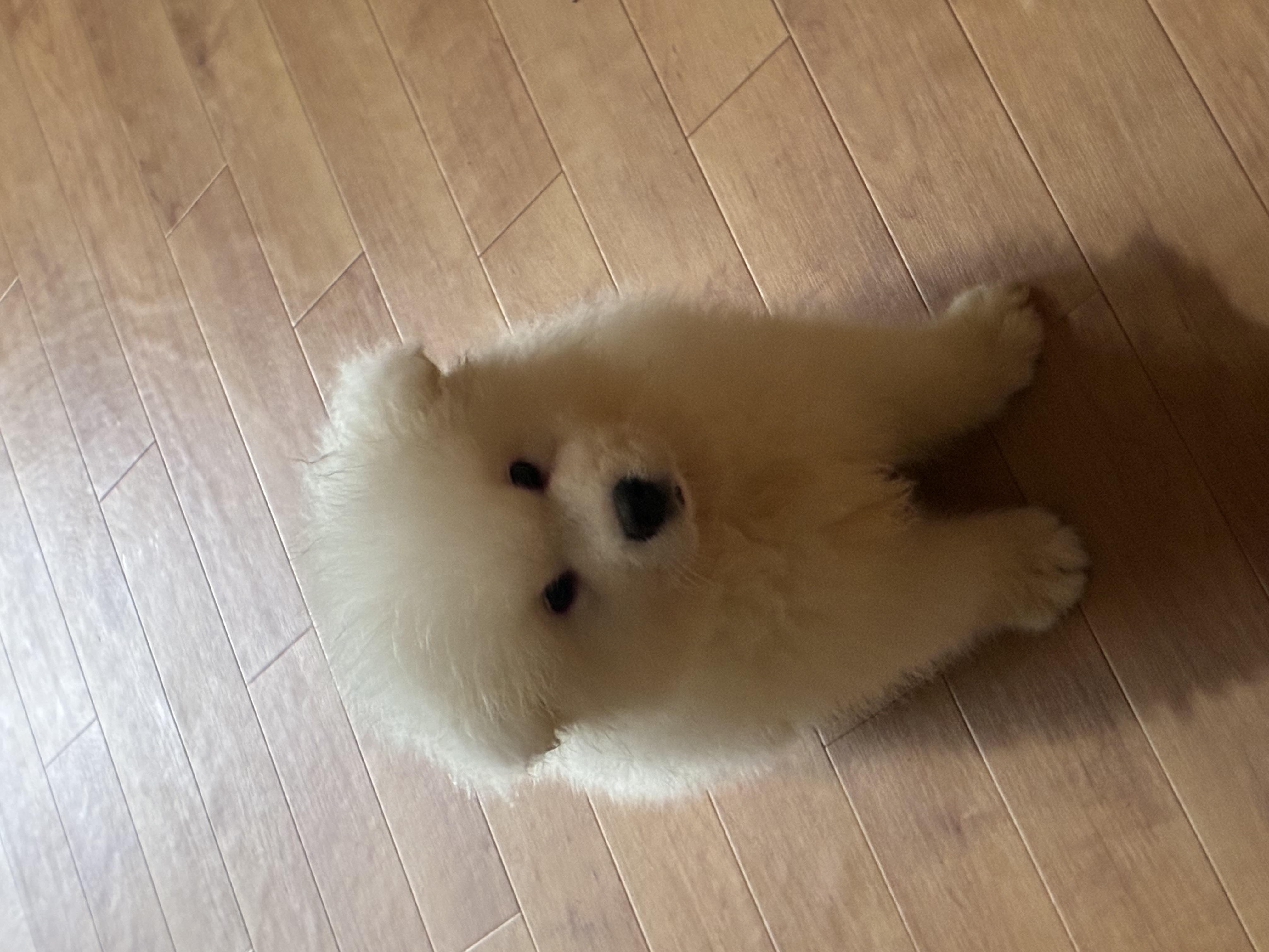 2. 大型犬とのふれあい体験